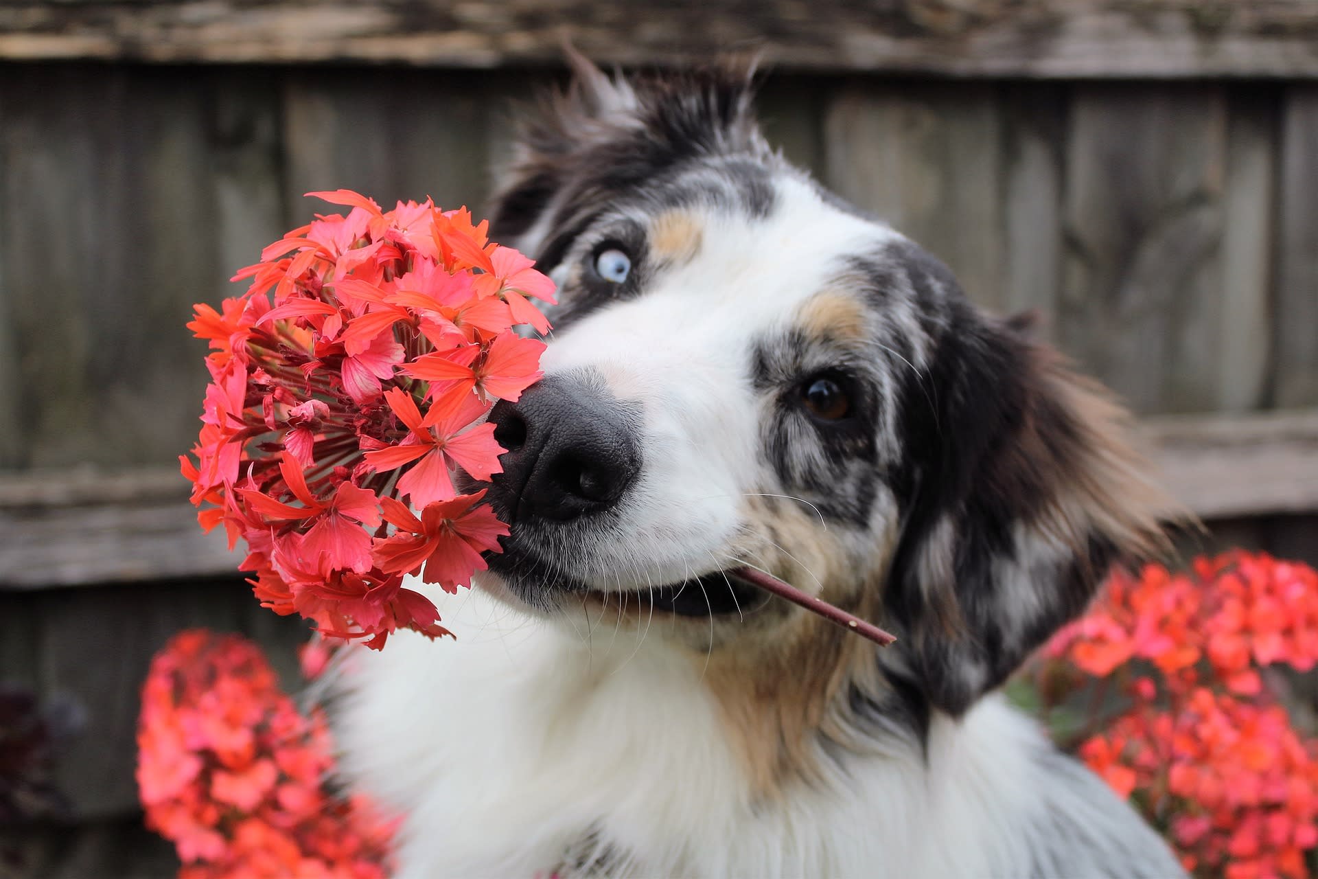 Dog repelling plants 2025